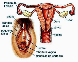 O reprodutor de mulheres no Brazil-6301