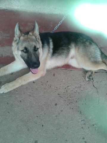 Procurando para minha cachorrinha pastor alemão Manaus-116